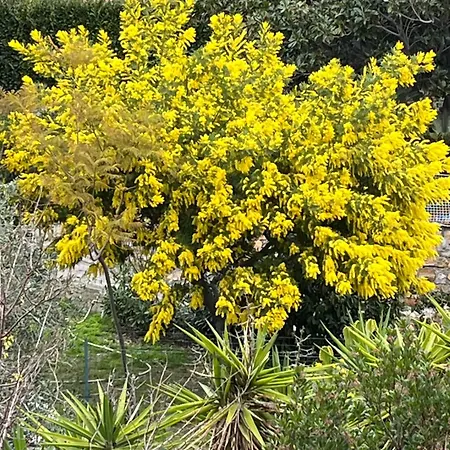 Апартаменти Festival's *