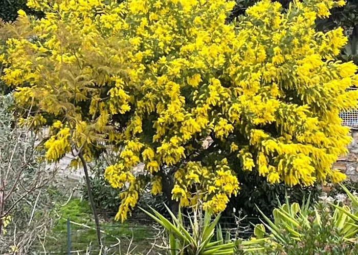 Апартаменти Festival's *